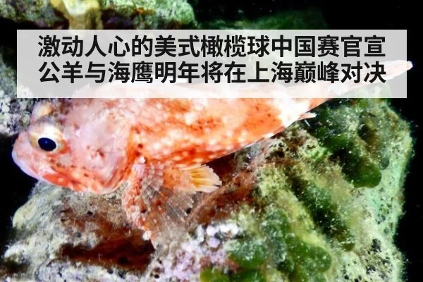 激动人心的美式橄榄球中国赛官宣 公羊与海鹰明年将在上海巅峰对决